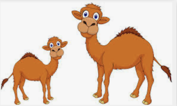 camel_baby